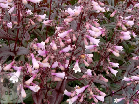 Penstemon 'Dark Towers'