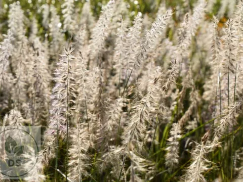 Pennisetum or. JS 'Dance With Me' PBR