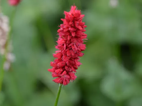 Persicaria amplex. 'Fat Domino'