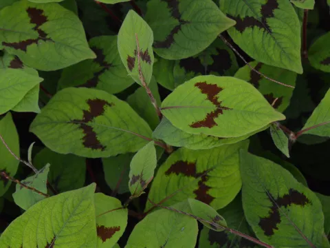 Persicaria filiformis