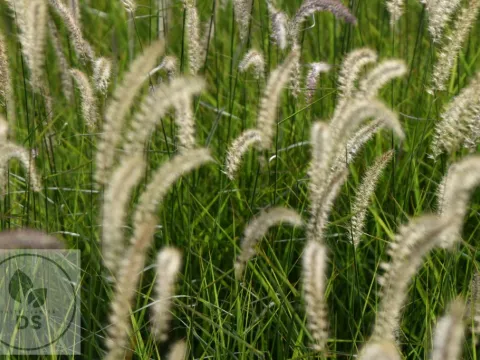 Pennisetum or. 'Fairy Tails'
