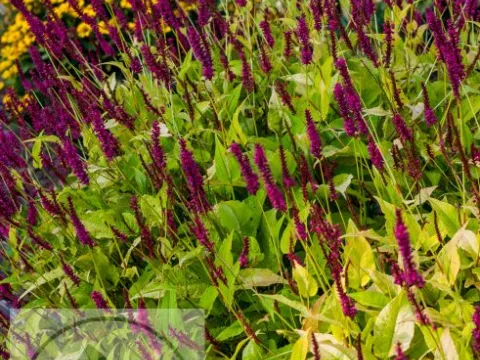 Persicaria amplex. 'Golden Arrow'