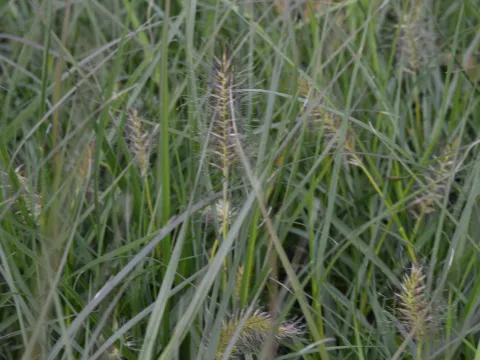 Pennisetum alopec. 'Gelbstiel'