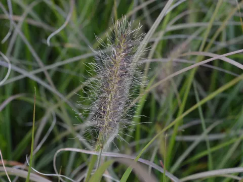 Pennisetum alopec. 'Herbstzauber'