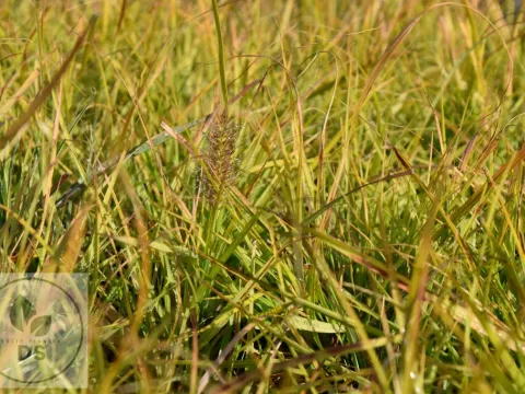 Pennisetum alopec. 'Hameln Gold'