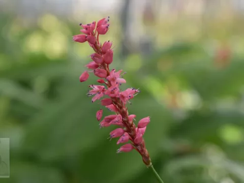 Persicaria amplex. 'High Society'