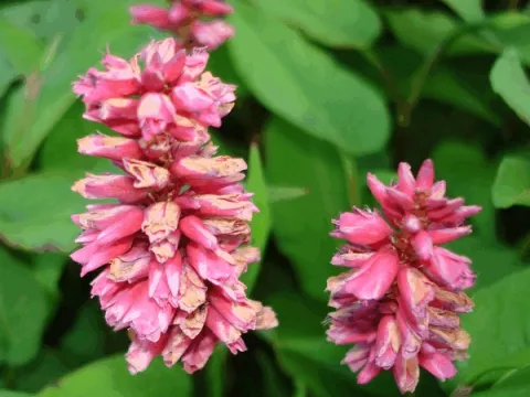 Persicaria amplex. 'Inverleith'