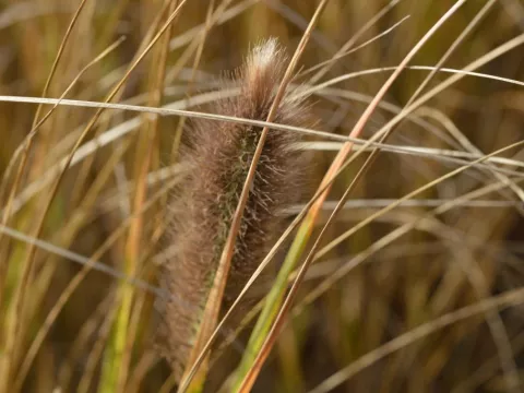 Pennisetum alopec. 'Japonicum'