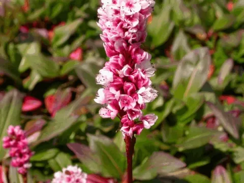 Persicaria affinis 'Kabouter'