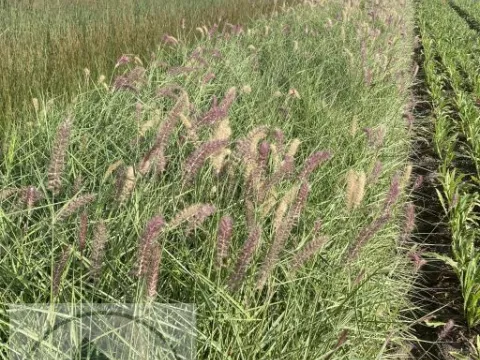 Pennisetum or. 'Karley Rose'