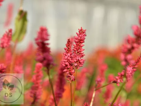 Persicaria amplex. JS 'Keep Smiling'