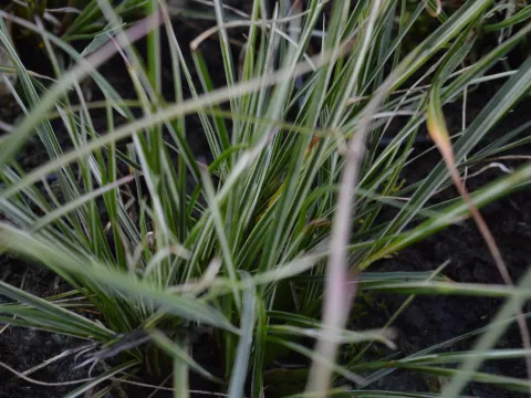 Pennisetum alopec. 'Little Honey'