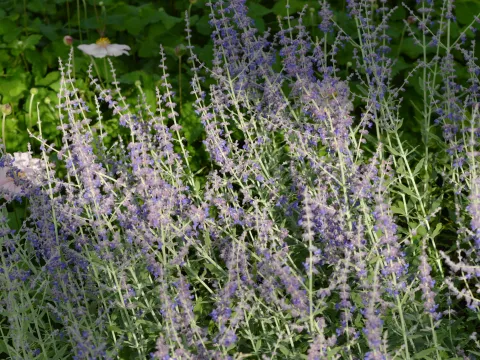 Perovskia atripl. 'Little Spire'