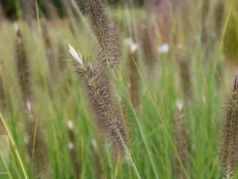 Pennisetum alopec. 'Magic'