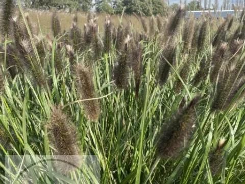 Pennisetum alopec. 'National Arboretum'