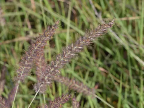 Pennisetum orientale
