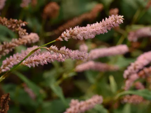 Persicaria amplex. 'Pink Elephant'