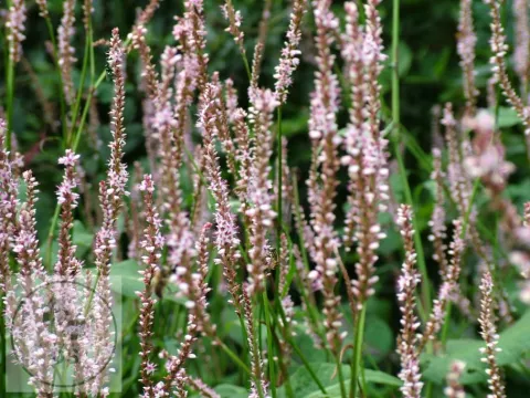 Persicaria amplex. 'Pink Mist'