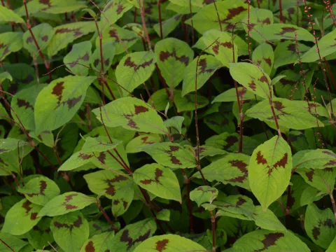 Persicaria polymorpha