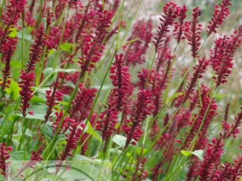 Persicaria amplex. 'Red Baron'