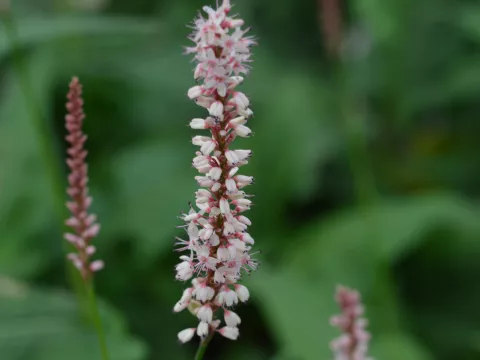 Persicaria amplex. 'Rosea'