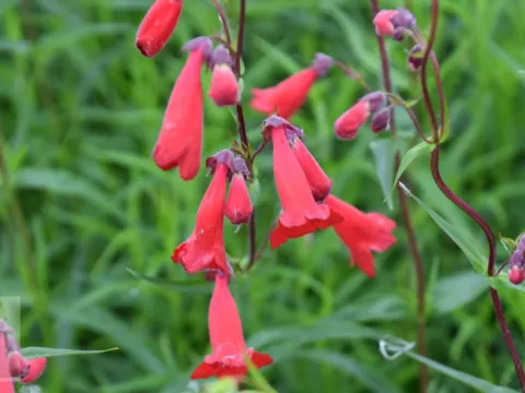 Penstemon 'Schönholzeri'