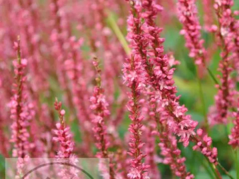 Persicaria amplex. 'Seven Oaks Village'