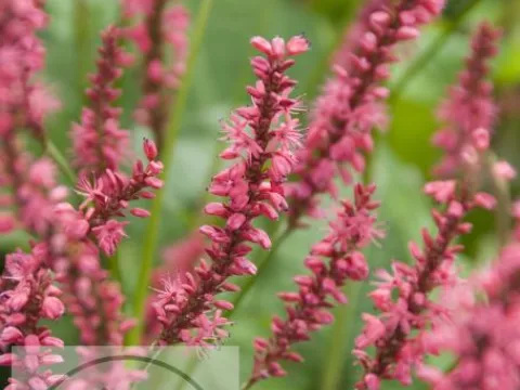Persicaria amplex. 'Speciosa'