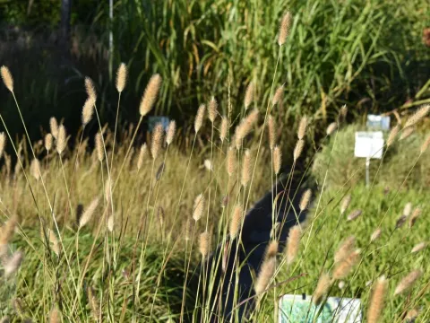 Pennisetum thunbergii