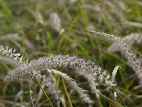 Pennisetum or. 'Tall Tails'