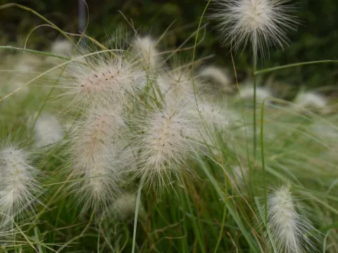 Pennisetum villosum