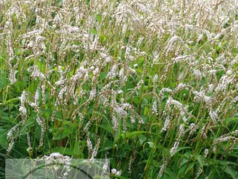 Persicaria amplex. 'White Eastfield'