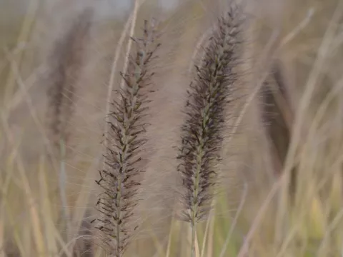 Pennisetum alopec. 'Weserbergland'