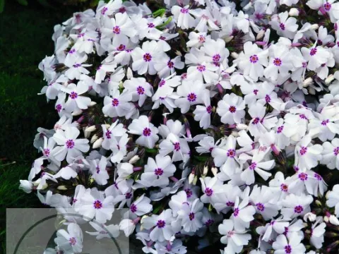 Phlox (S) 'Amazing Grace'