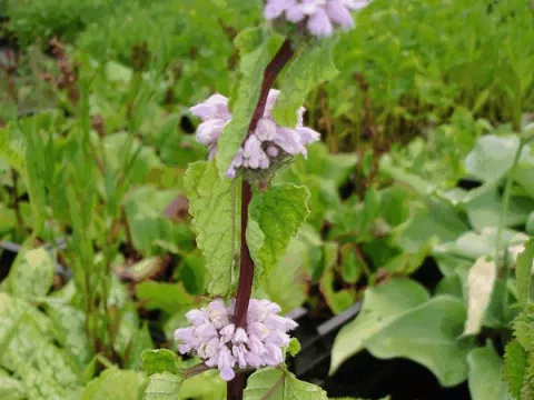 Phlomis tuberosa 'Amazone'