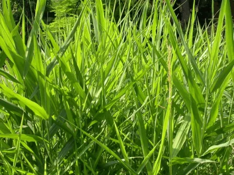 Phalaris arundinacaea