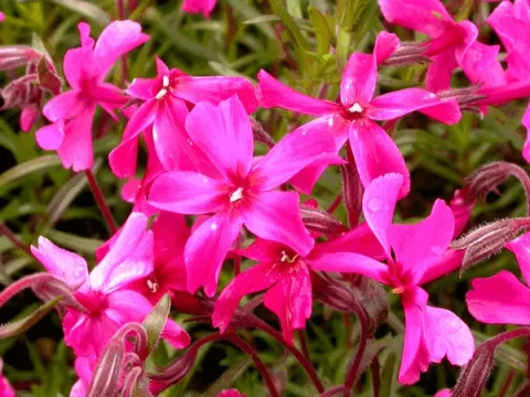 Phlox (S) 'Atropurpurea'