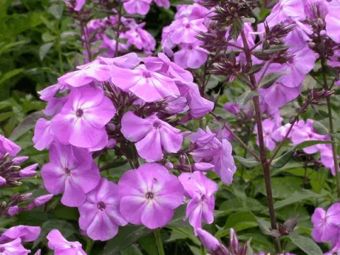 Phlox (P) 'Blue Boy'