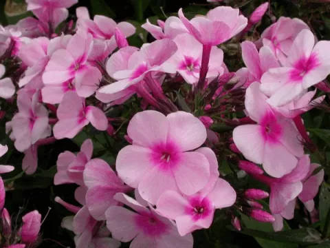 Phlox (P) 'Bright Eyes'