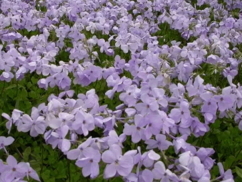 Phlox stol. 'Blue Ridge'