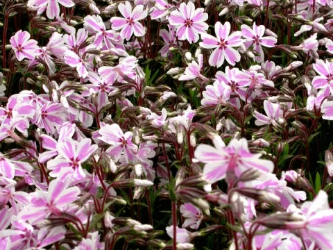 Phlox (S) 'Candy Stripes'