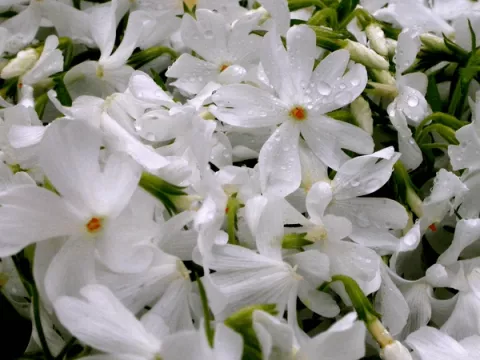Phlox (S) 'Calvides White'