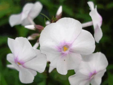 Phlox (M) 'Delta'