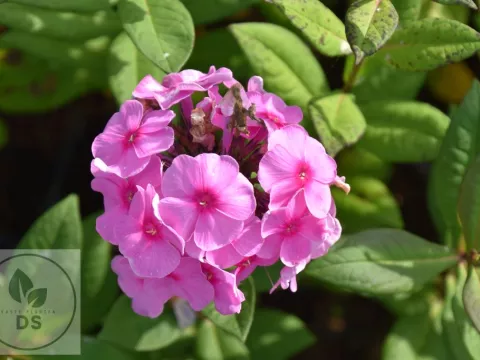 Phlox (P) 'Eva Cullum'