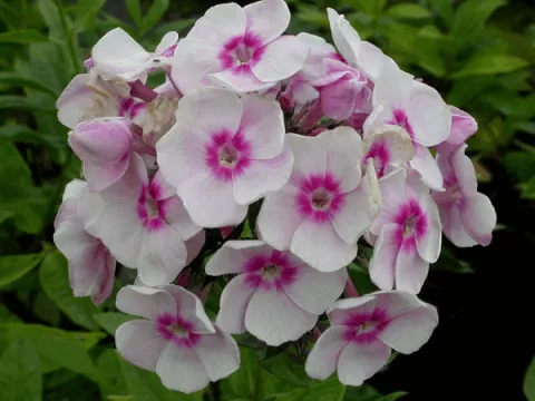 Phlox (P) 'Europa'