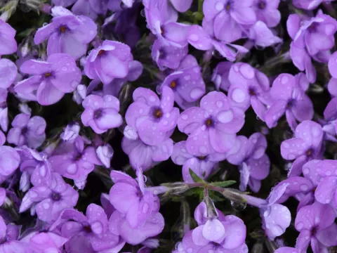 Phlox (D) 'Eva'