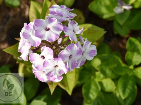 Phlox (P) 'Flame Lilac Star'