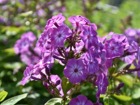 Phlox (P) 'Flame Purple Eye'