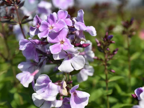 Phlox (P) 'Franz Schubert'