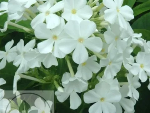 Phlox (P) 'Fujiama'